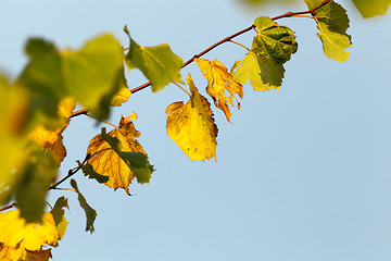 Image showing yellowing leaves on the trees