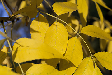 Image showing yellowed maple leaves