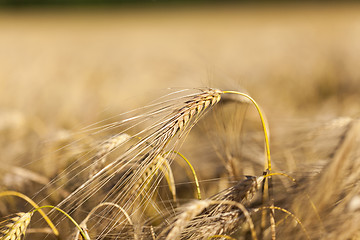 Image showing ripe yellow cereals