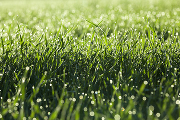 Image showing young grass plants, close-up