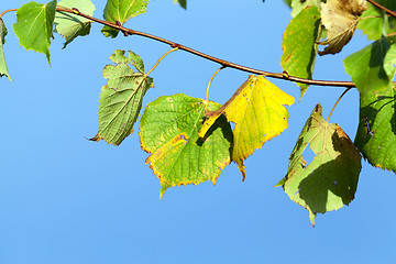 Image showing yellowing foliage linden
