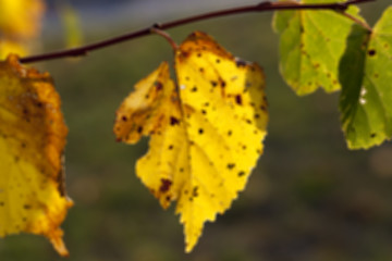 Image showing autumn in the park