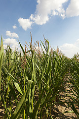 Image showing Field with corn