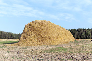 Image showing stack of straw in the field