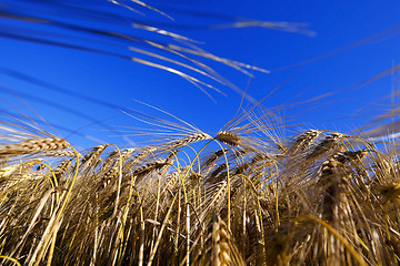 Image showing ripe yellow cereals