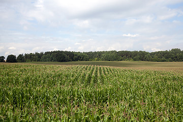 Image showing Corn field, summer