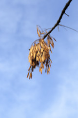 Image showing autumn in the park