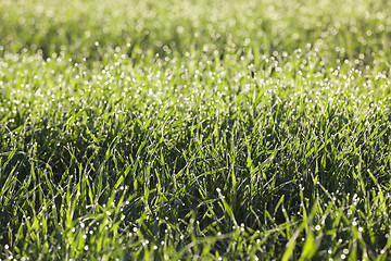 Image showing young grass plants, close-up