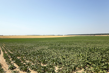 Image showing field with beetroot