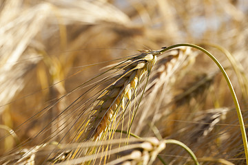 Image showing Field of cereal in the summer