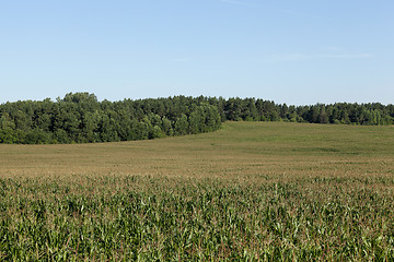 Image showing Corn field, summer