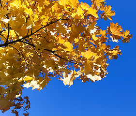 Image showing leaves on trees, autumn