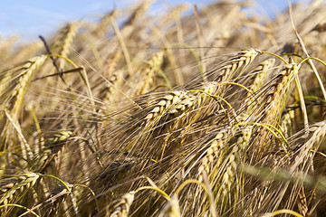 Image showing Field of cereal in the summer