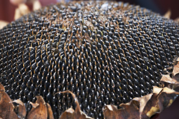 Image showing sunflower seeds on