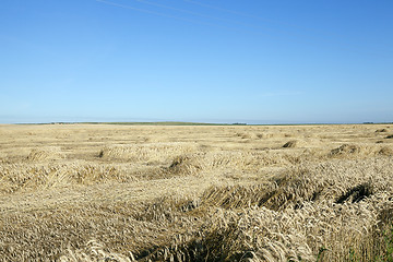 Image showing farm field cereals