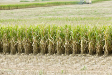 Image showing collection corn crop, close-up