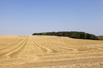 Image showing agricultural field with cereal