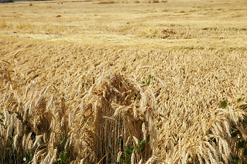 Image showing farm field cereals