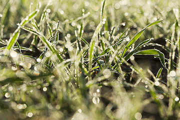 Image showing young grass plants, close-up