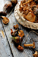 Image showing Arrangement of Dried Mushrooms