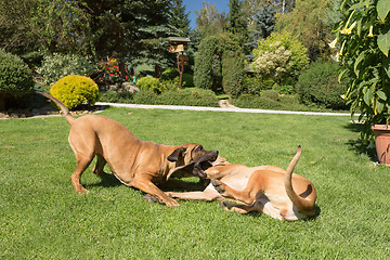 Image showing two female of Fila Brasileiro (Brazilian Mastiff)