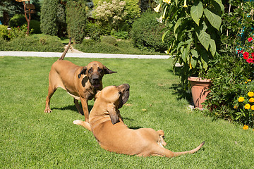 Image showing two female of Fila Brasileiro (Brazilian Mastiff)