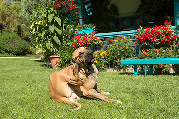 Image showing female of Fila Brasileiro (Brazilian Mastiff)