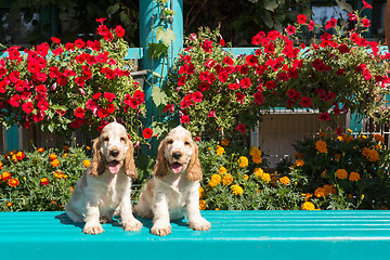 Image showing purebred English Cocker Spaniel with puppy