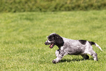 Image showing English Cocker Spaniel puppy