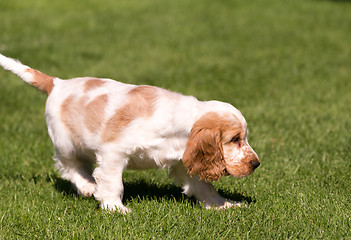 Image showing English Cocker Spaniel puppy