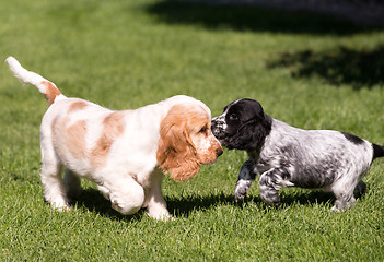 Image showing English Cocker Spaniel puppy