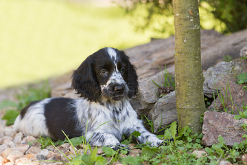 Image showing English Cocker Spaniel puppy