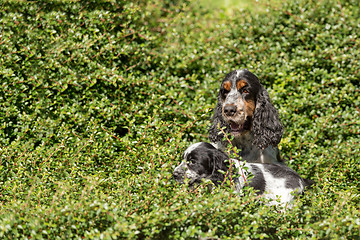 Image showing outdoor portrait of english cocker spaniel