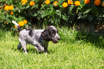 Image showing English Cocker Spaniel puppy