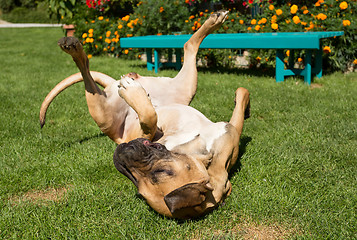 Image showing female of Fila Brasileiro (Brazilian Mastiff)