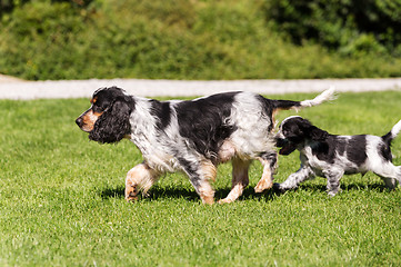 Image showing English Cocker Spaniel puppy