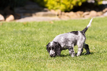 Image showing English Cocker Spaniel puppy