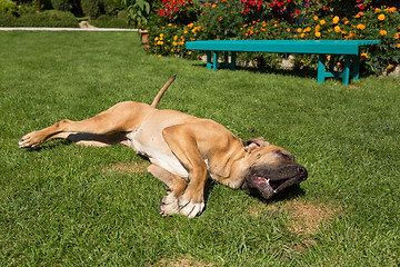 Image showing female of Fila Brasileiro (Brazilian Mastiff)