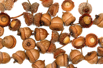 Image showing Autumn acorns on white background