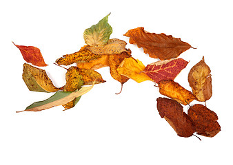 Image showing Multicolor autumn dry leafs