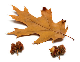 Image showing Autumn dried leaf of oak and acorns