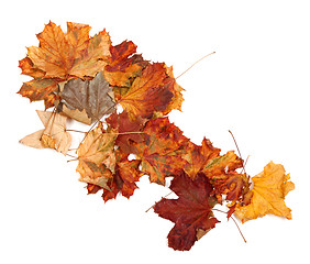 Image showing Autumn dry maple leafs