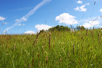 Image showing summer field