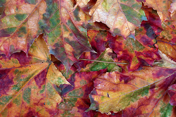 Image showing Autumn maple-leafs background