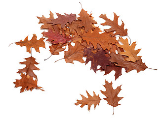 Image showing Autumn dried leafs of oak