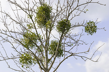 Image showing tree with mistletoe