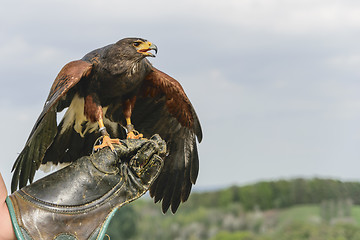 Image showing Raptor bird