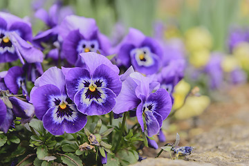 Image showing Pansy flower Graz Austria