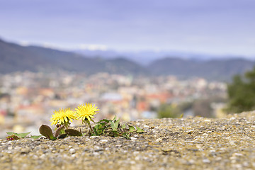 Image showing Dandelion with cityscape Graz Austria