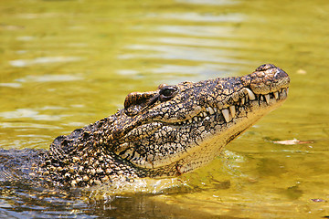 Image showing Cuban croc